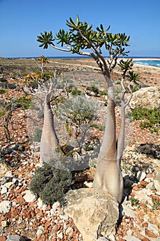 The Bottle tree on Socotra island, Indian ocean, Yemen