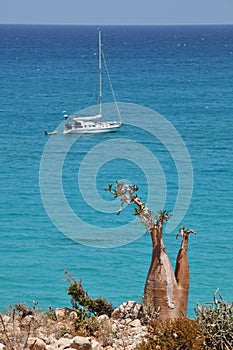 Bottle tree and yacht