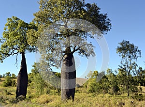 Bottle trees Brachychiton rupestris in outback Queensland, Australia