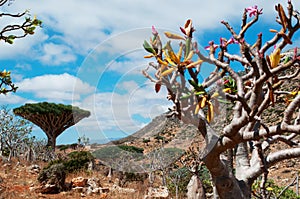 Bottle trees overview with Dragon Blood trees forest in the background, Homhil Plateau, Socotra, Yemen