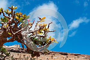 Bottle trees overview with Dragon Blood trees forest in the background, Homhil Plateau, Socotra, Yemen