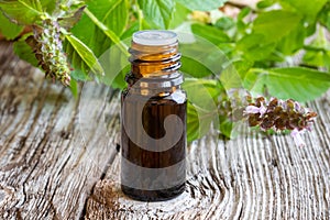 A bottle of tulsi essential oil with fresh tulsi, or holy basil