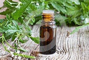 A bottle of vervain essential oil with blooming verbena officinalis