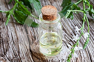 A bottle of vervain essential oil with blooming verbena officinalis