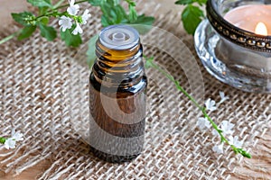 A bottle of vervain essential oil with blooming verbena officinalis