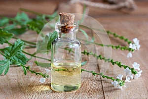 A bottle of vervain essential oil with blooming verbena officinalis