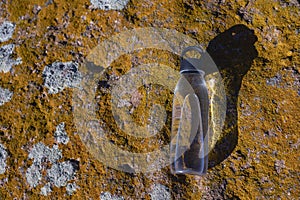 A bottle of water lies on a stone. photo