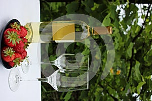 A bottle of white wine and two empty glasses on blurred green grape leaves background. Summer celebration in the garden.