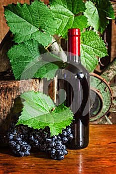 A bottle of wine on the background of the vine