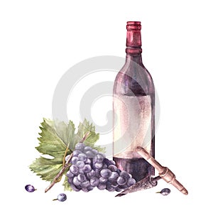 Bottle of wine with bunch of grapes, grapevine, corkscrew. Watercolour hand painting illustration