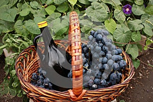 Bottle of wine and grapes in basket