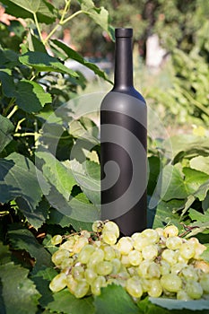 A bottle of wine stands on the background of the green leaves of the vineyard, near a bunch of grapes. vine. natural drink,