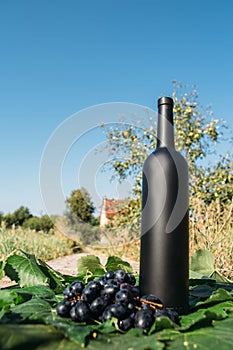 A bottle of wine stands on the background of the green leaves of the vineyard, near a bunch of grapes. vine. natural drink,