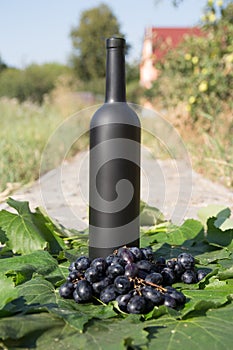 A bottle of wine stands on the background of the green leaves of the vineyard, near a bunch of grapes. vine. natural drink,