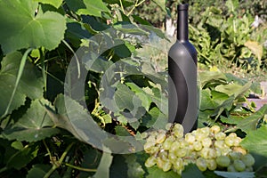 A bottle of wine stands on the background of the green leaves of the vineyard, near a bunch of grapes. vine. natural drink,