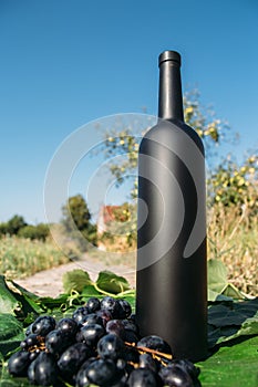 A bottle of wine stands on the background of the green leaves of the vineyard, near a bunch of grapes. vine. natural drink,