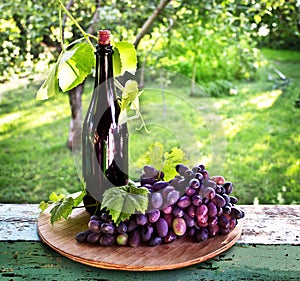 A bottle of wine, vine and bunch of grapes on a background of th