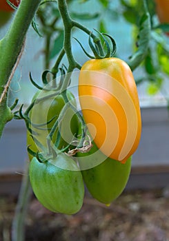 Bottle yellow tomatoes growing on the branch.