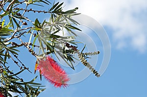 Bottlebrush photo