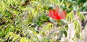 Bottlebrush