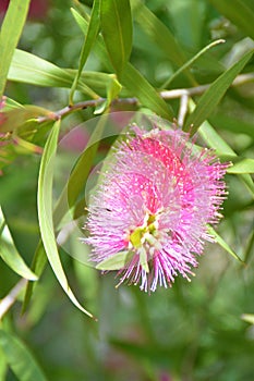 Bottlebrush