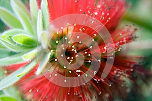 Bottlebrush Bloom Close