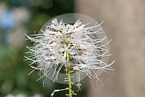 Bottlebrush buckeye Aesculus parviflora, white flower photo