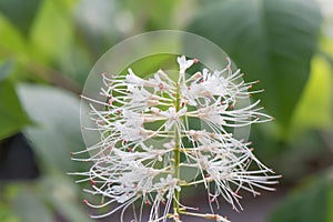 Bottlebrush buckeye Aesculus parviflora, white inflorescence photo