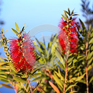 Bottlebrush Callistemon