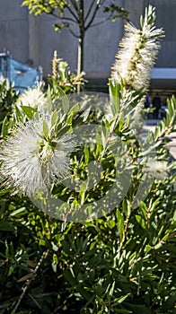 Bottlebrush Callistemon genus bush in a local park