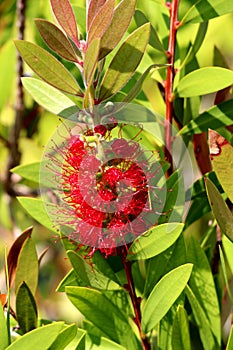 Bottlebrush or Callistemon plant closeup of partially opened seed capsules with red cylindrical brush like flowers