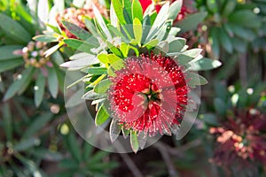 Bottlebrush Callistemon plant - red flower closeup image on green blurry background