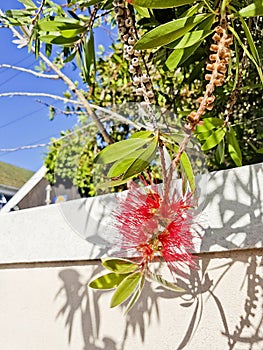 Bottlebrush Callisteon beautiful hedge plant, Cape Town
