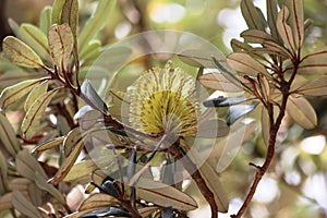 Bottlebrush Flower