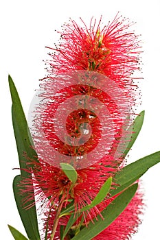 Bottlebrush flower