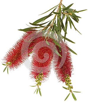 Bottlebrush Flower photo