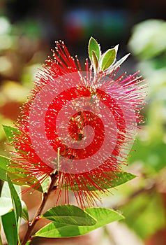 Bottlebrush Flower