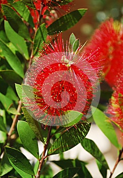 Bottlebrush Flower