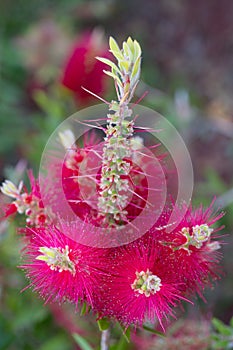 Bottlebrush flower in bloom