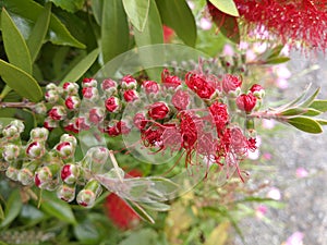 Bottlebrush flower, budding