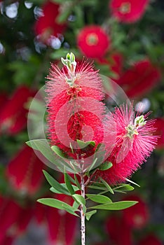 Bottlebrush flower  callistemon