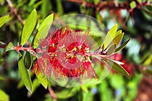 Bottlebrush flower Callistemon linearis in bloom, Madrid, Spain photo