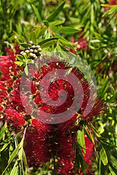 Bottlebrush flower plant tree with bee callistemon