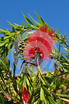 Bottlebrush flower plant tree seeds Callistemom