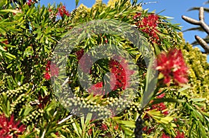 Bottlebrush flower plant tree and seeds Callistemon and belong to the family Myrtaceae photo
