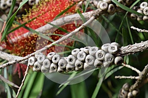 Bottlebrush flowers