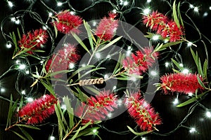 Bottlebrush Flowers and Fairy Lights