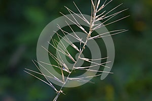 Bottlebrush Grass   823454