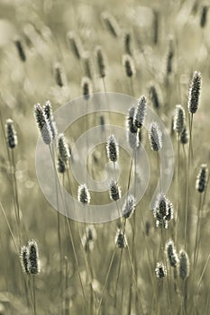 Bottlebrush Grass Hameln ( Pennisetum Alopecuroides )