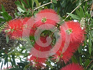 Bottlebrush perking over the fence photo